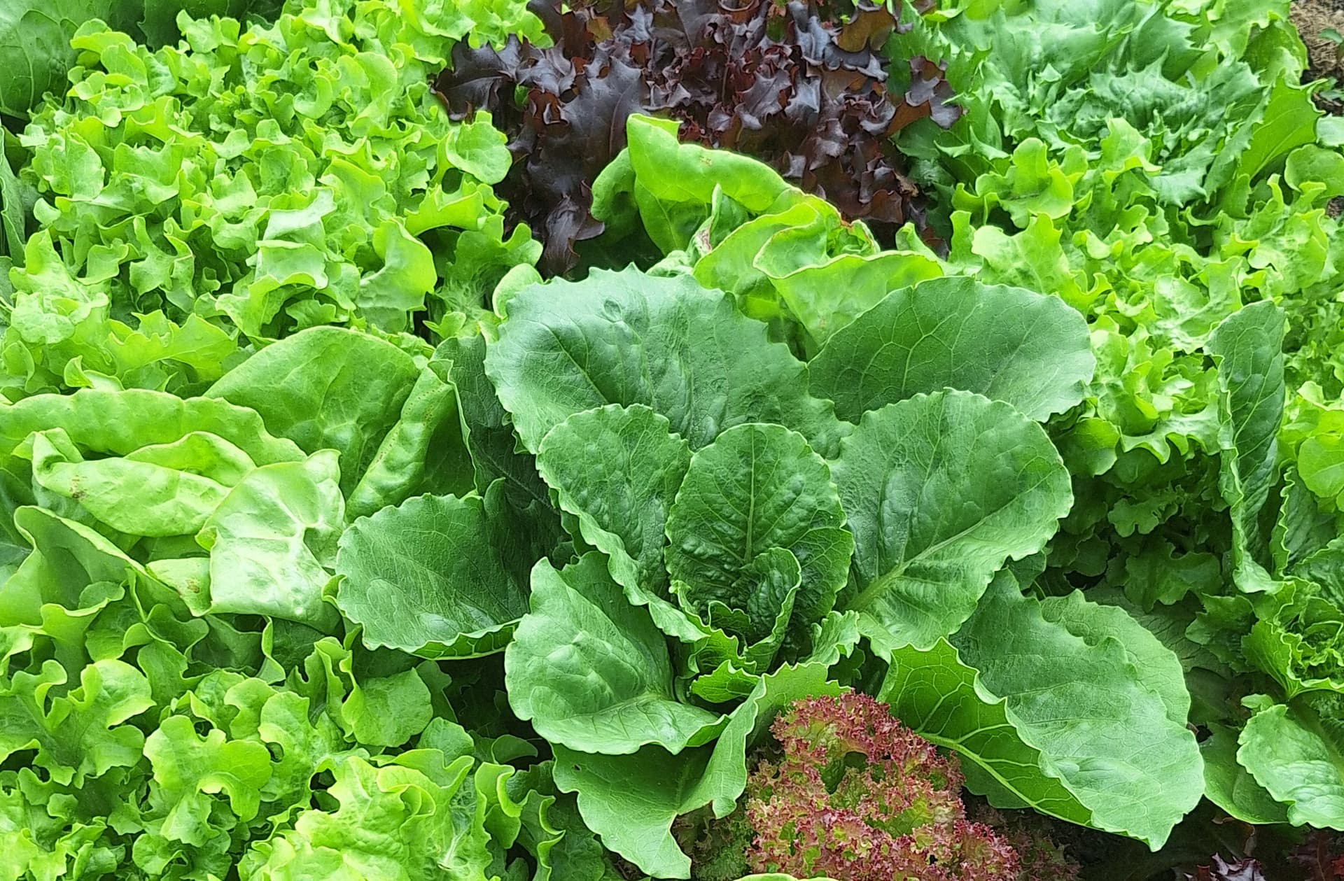 Temple Fields Market Garden